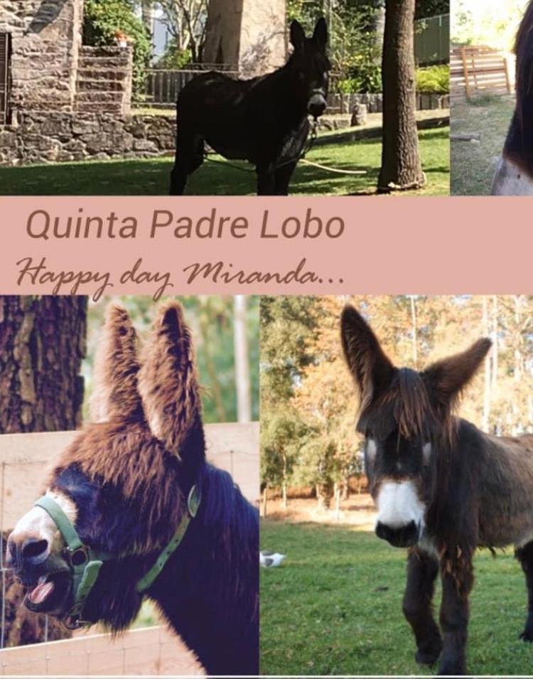 산타마리아다페이라 Quinta Padre Lobo 게스트하우스 외부 사진
