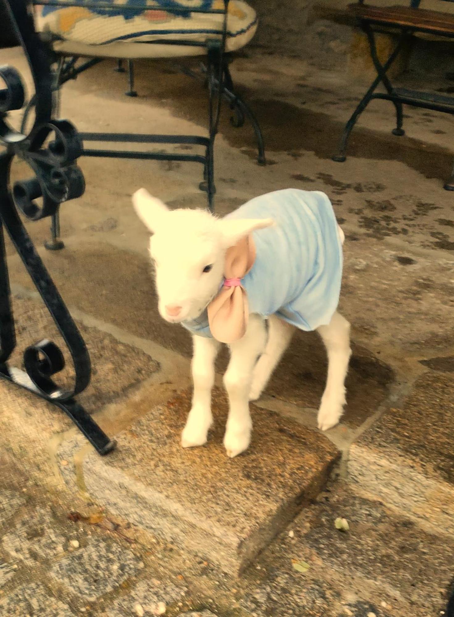 산타마리아다페이라 Quinta Padre Lobo 게스트하우스 외부 사진