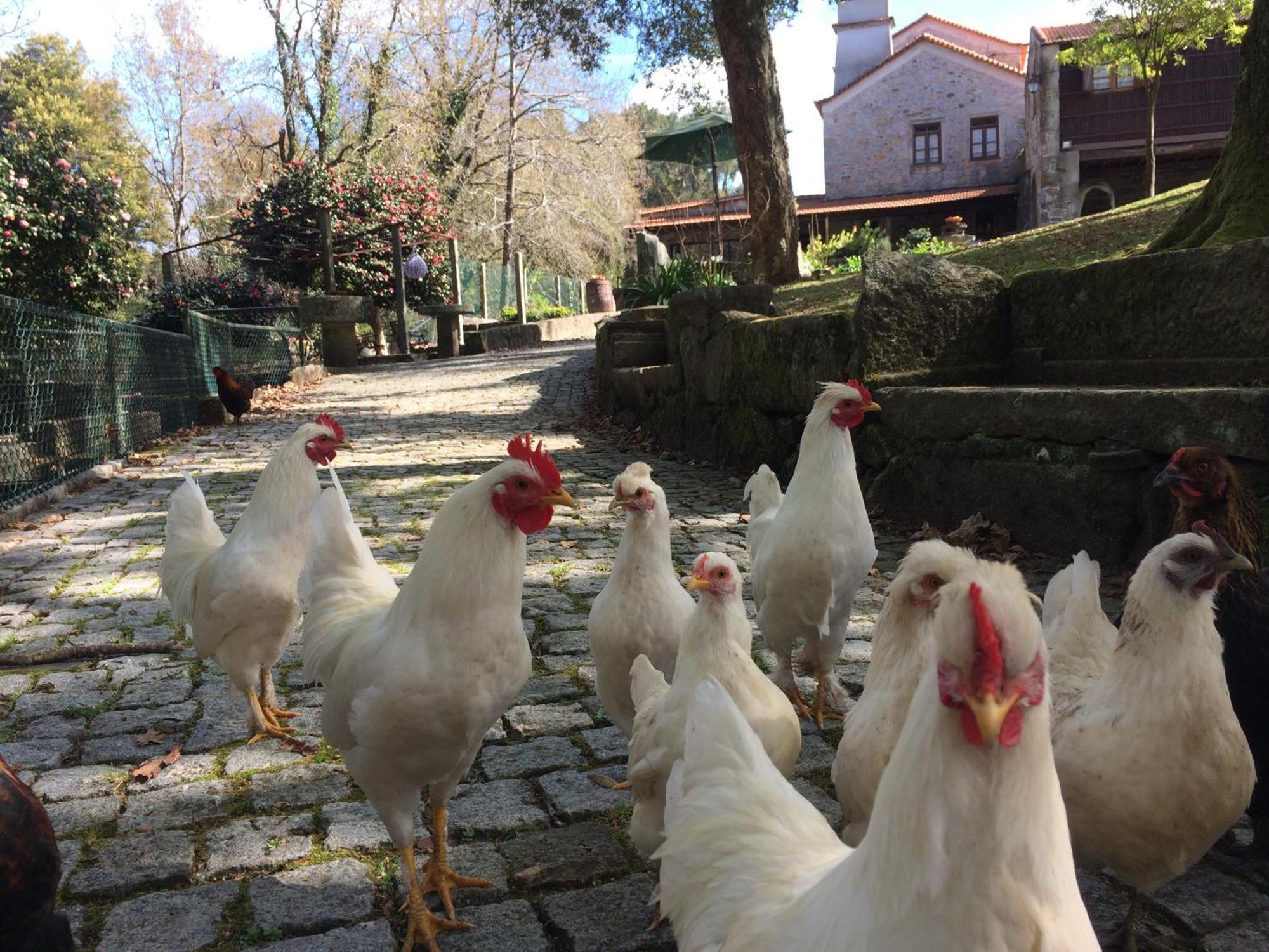 산타마리아다페이라 Quinta Padre Lobo 게스트하우스 외부 사진